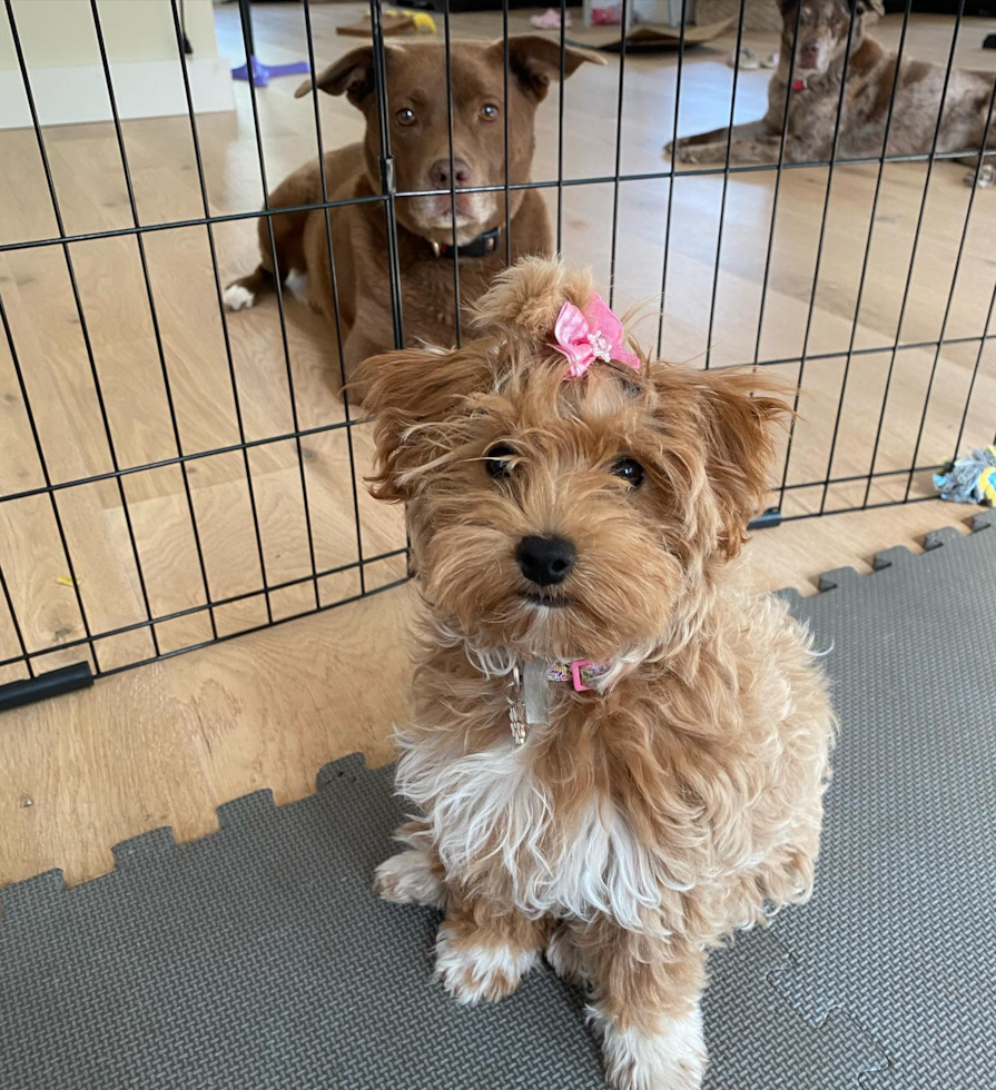 Maltipoo Being Cute