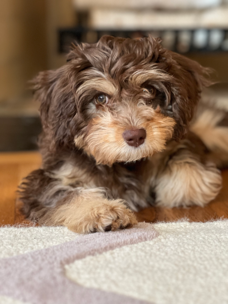 Sweet Cavapoo Pup