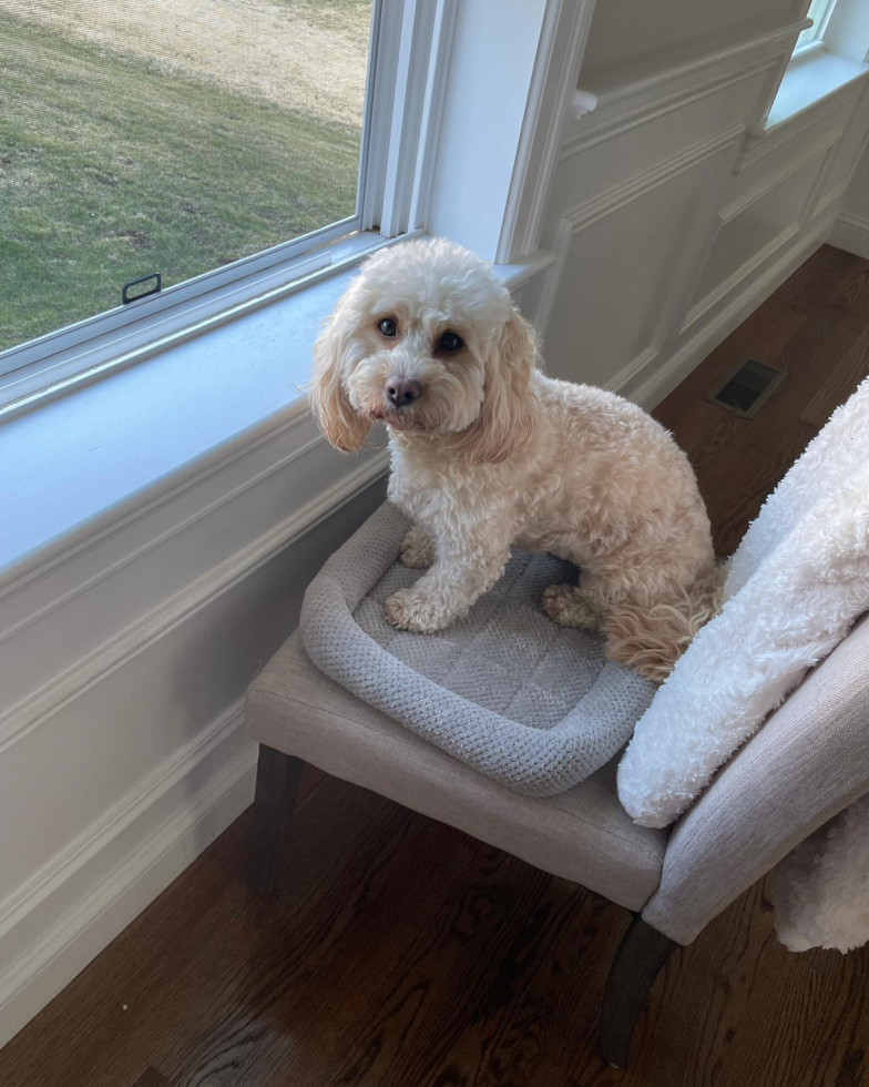 Cavapoo Being Cute