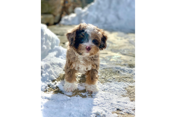 Best Mini Aussiedoodle Baby