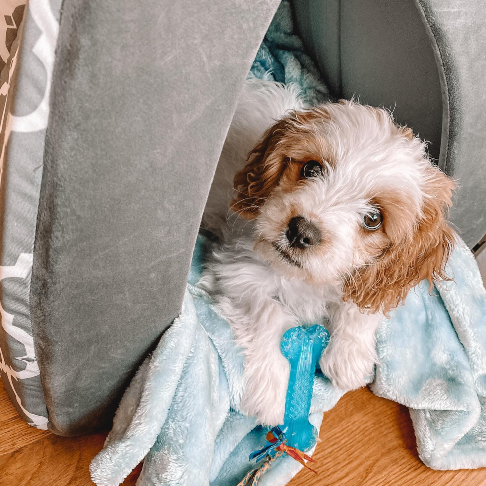 Cute Cavachon Pup in Boston MA