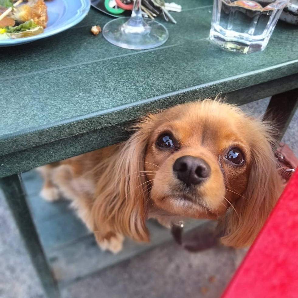 Remond Cavalier King Charles Spaniel Pup