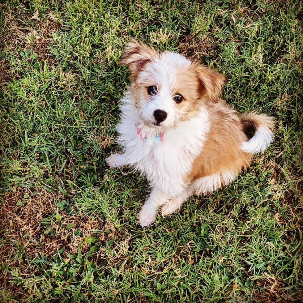 Happy Aussiechon Pup