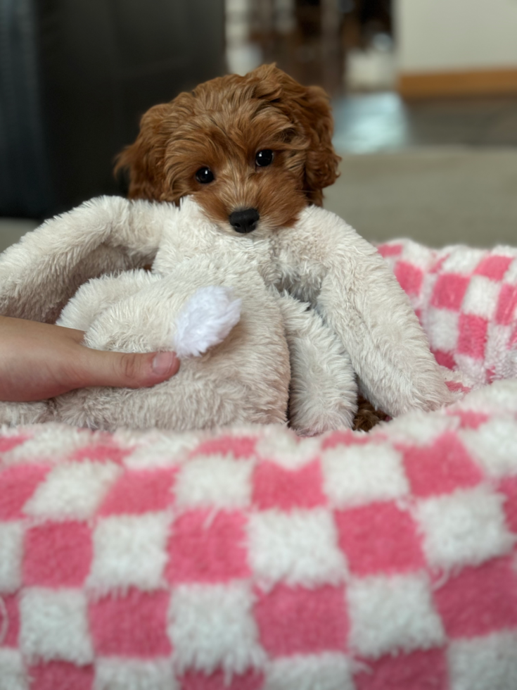 Playful Cavapoodle Poodle Mix Pup