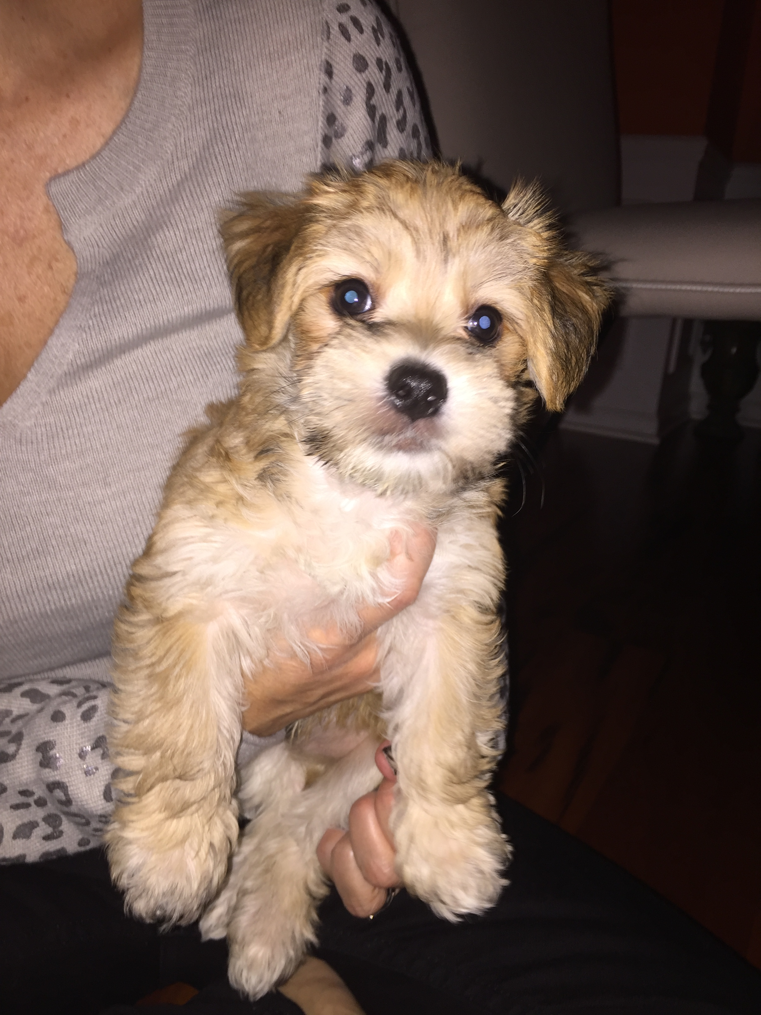 Best Morkie Baby