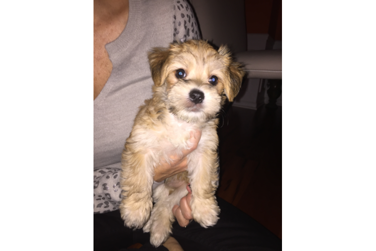 Best Morkie Baby