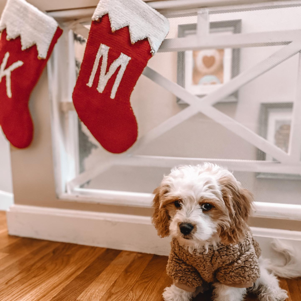 Popular Cavachon Designer Pup