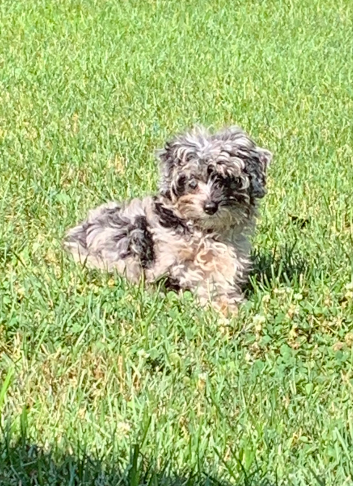 Happy Mini Aussiedoodle Pup in Orwigsburg PA