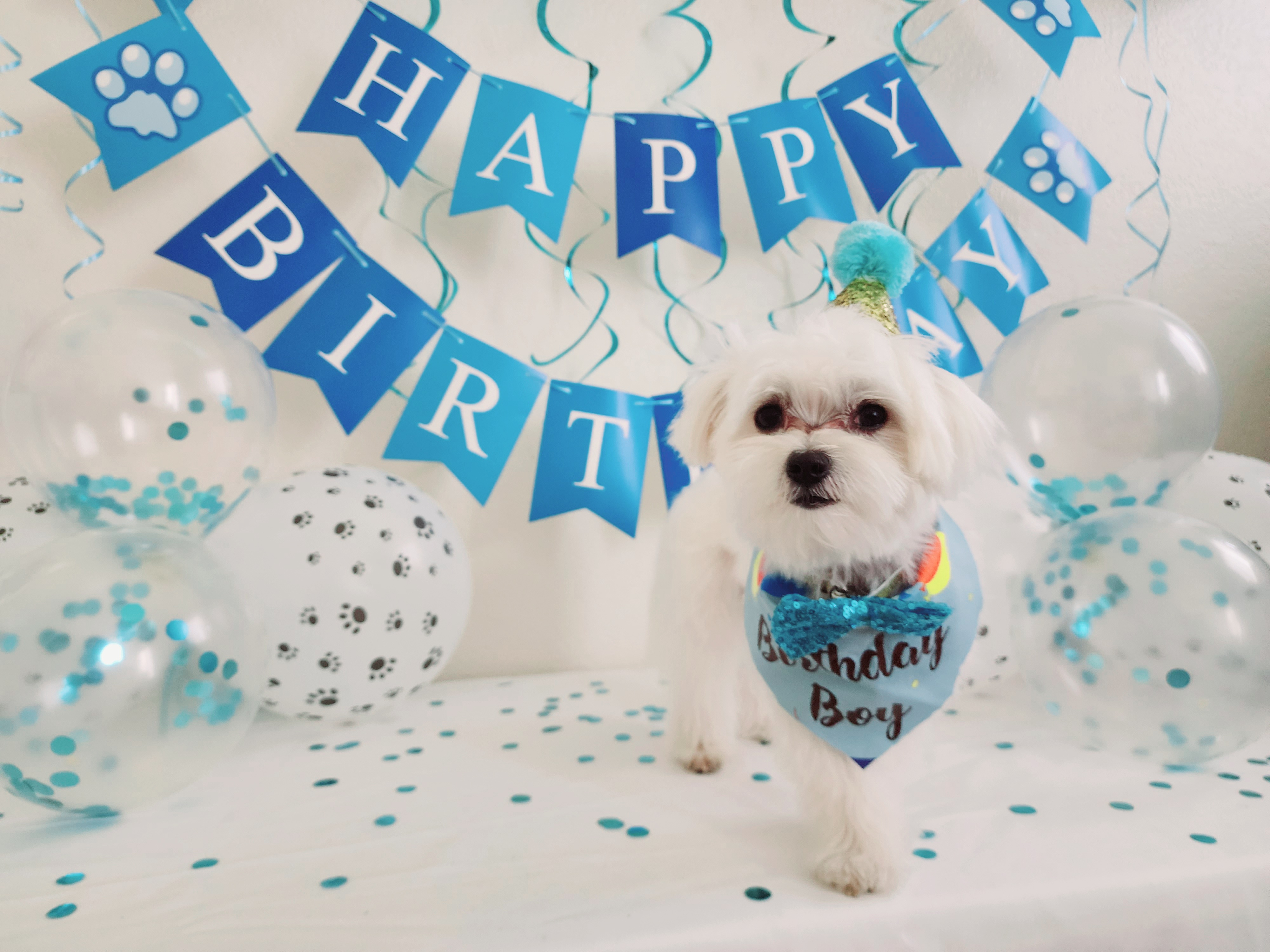 Maltese Pup Being Cute