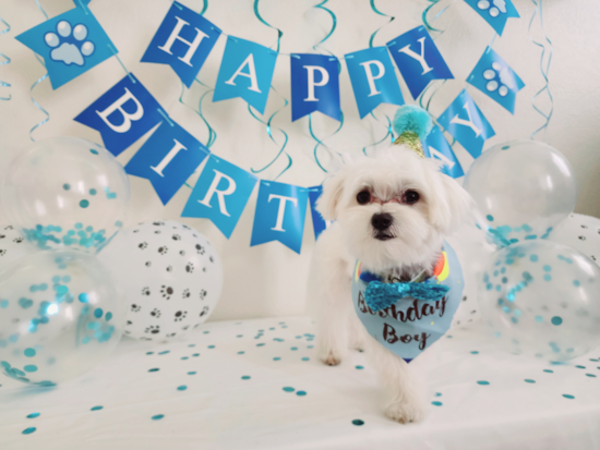 Playful Maltese Pup