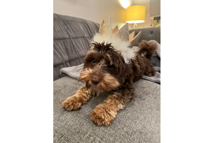 Yorkie Poo Pup Being Cute