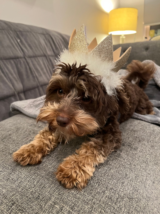 Philadelphia Yorkie Poo Pup