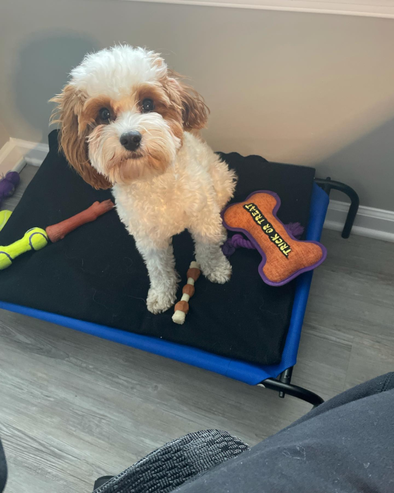 Sweet Cavapoo Pup in Lanham MD