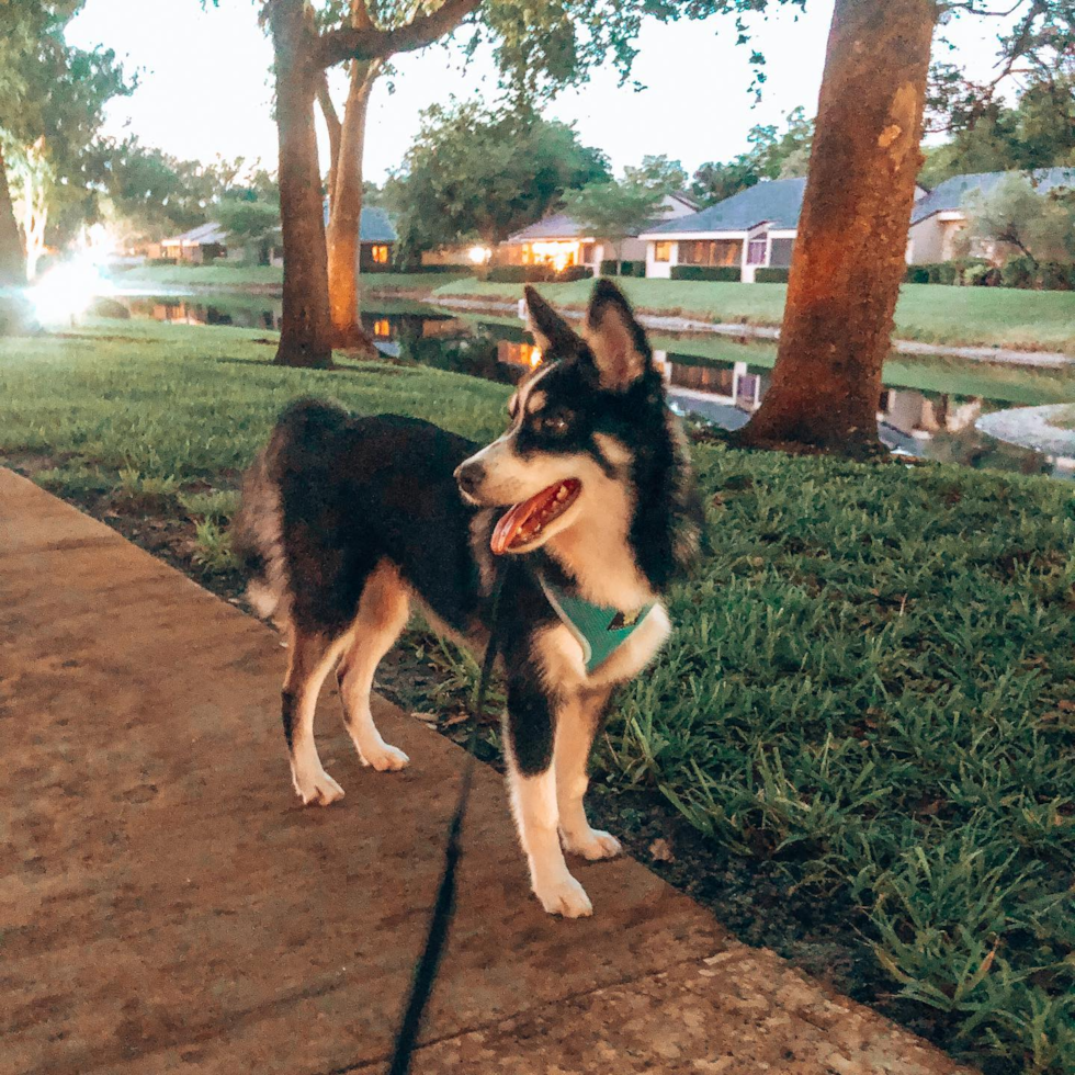 Sweet Pomsky Pup