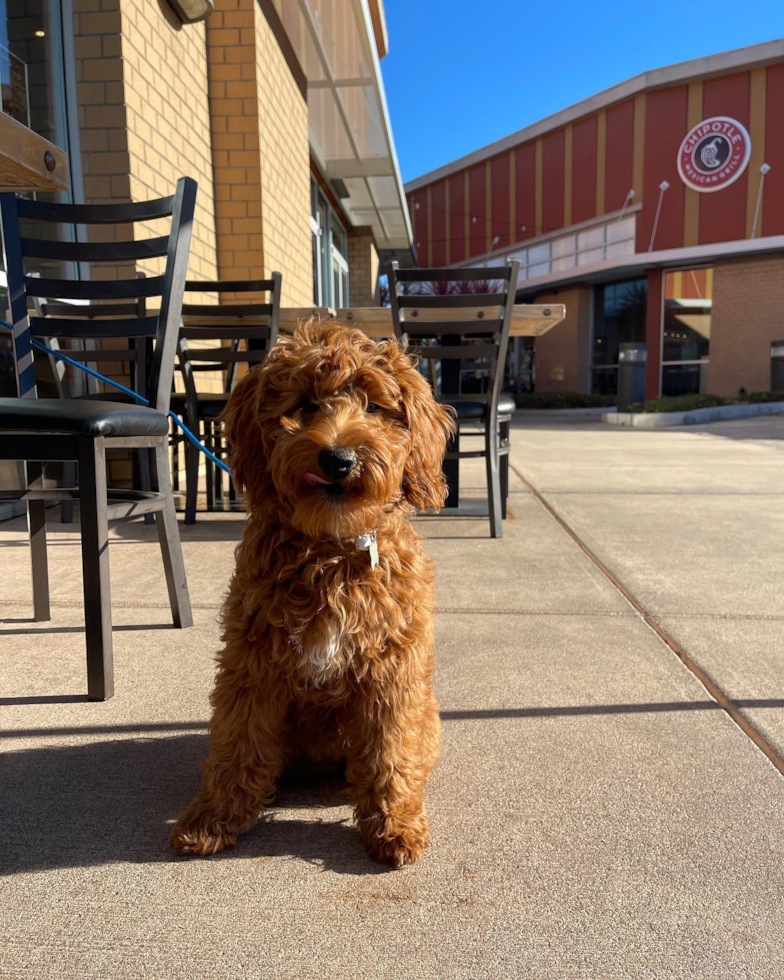 Little Golden Retriever Poodle Mix Pup