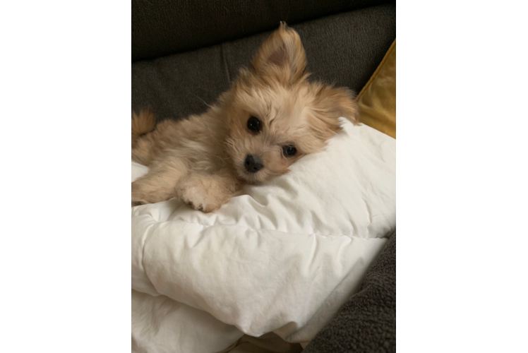 Maltipom Pup Being Cute