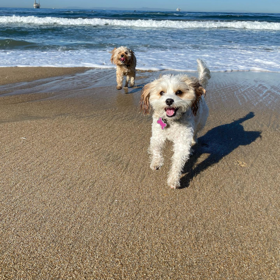 Playful Cavalier Designer Pup