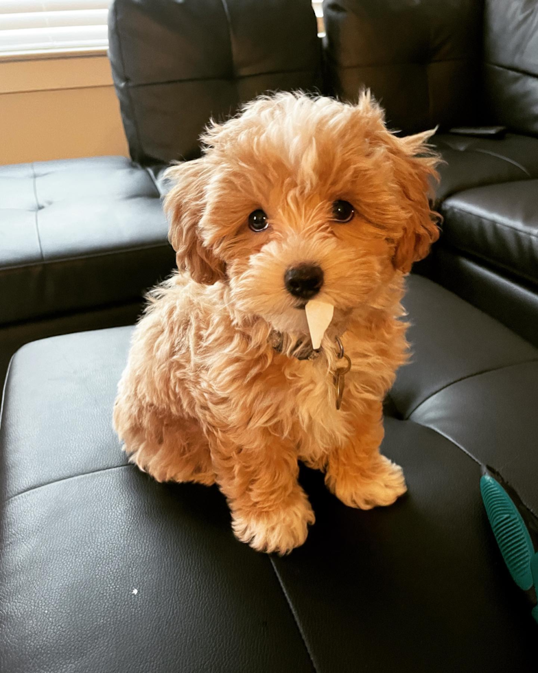 Little Maltese Poodle Poodle Mix Pup