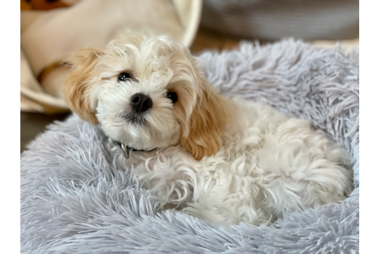 Popular Cavachon Designer Pup