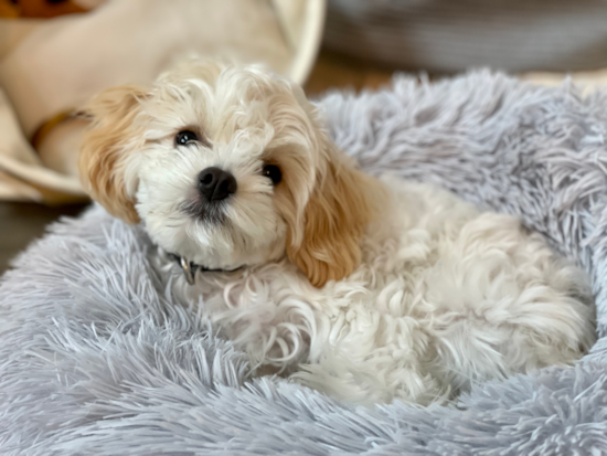 Cute Cavachon Pup in Houston TX