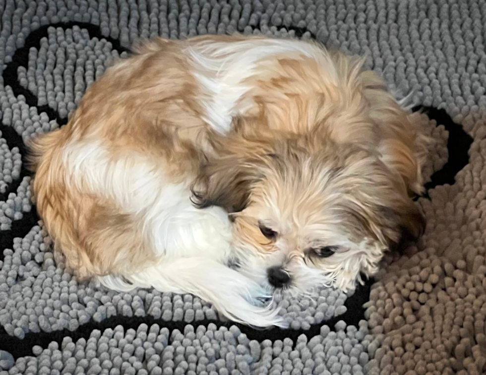 Happy Teddy Bear Pup