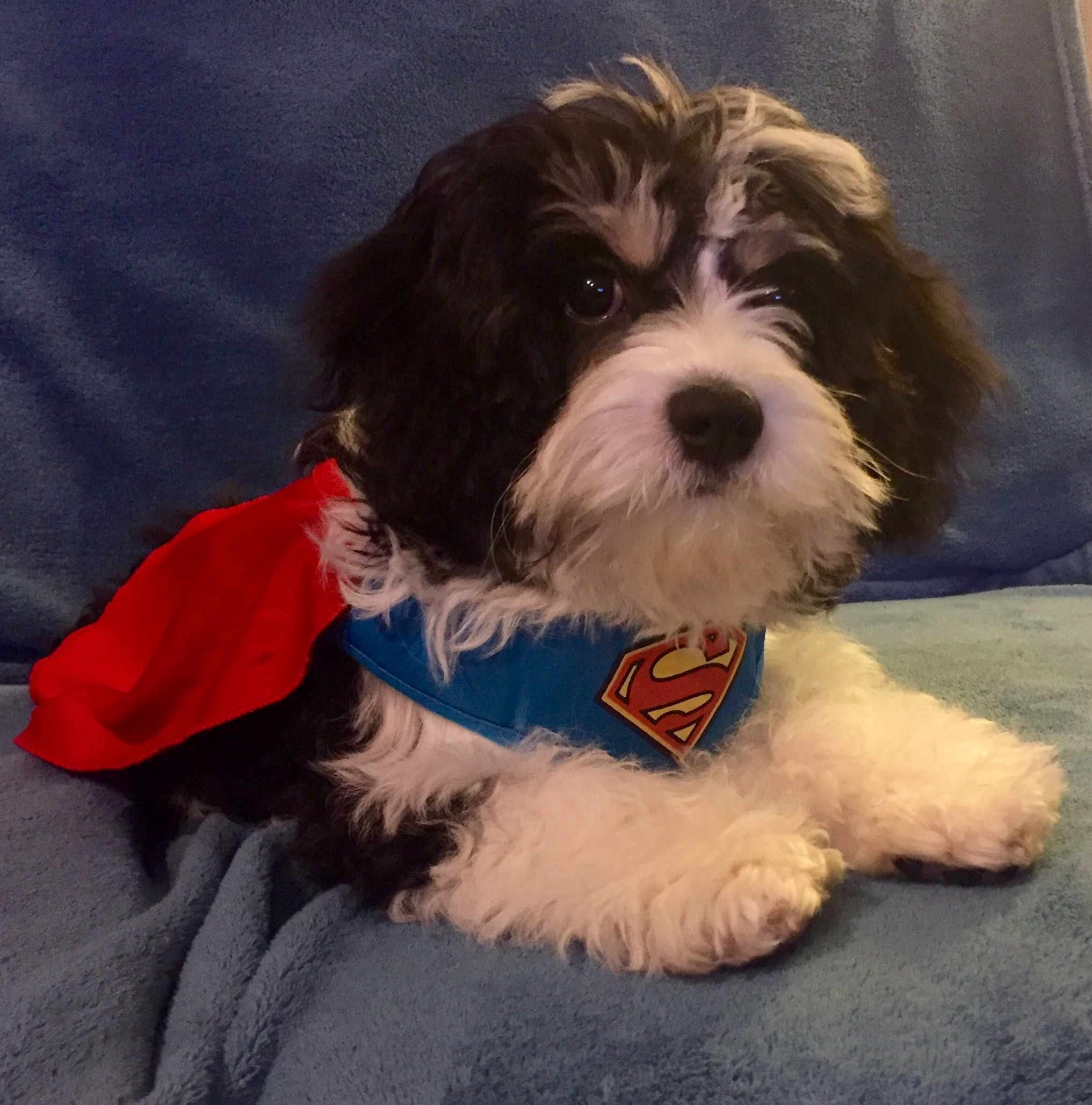 Funny Cavachon Designer Pup
