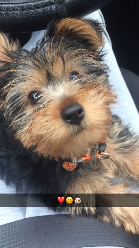 Fostoria Yorkshire Terrier Pup