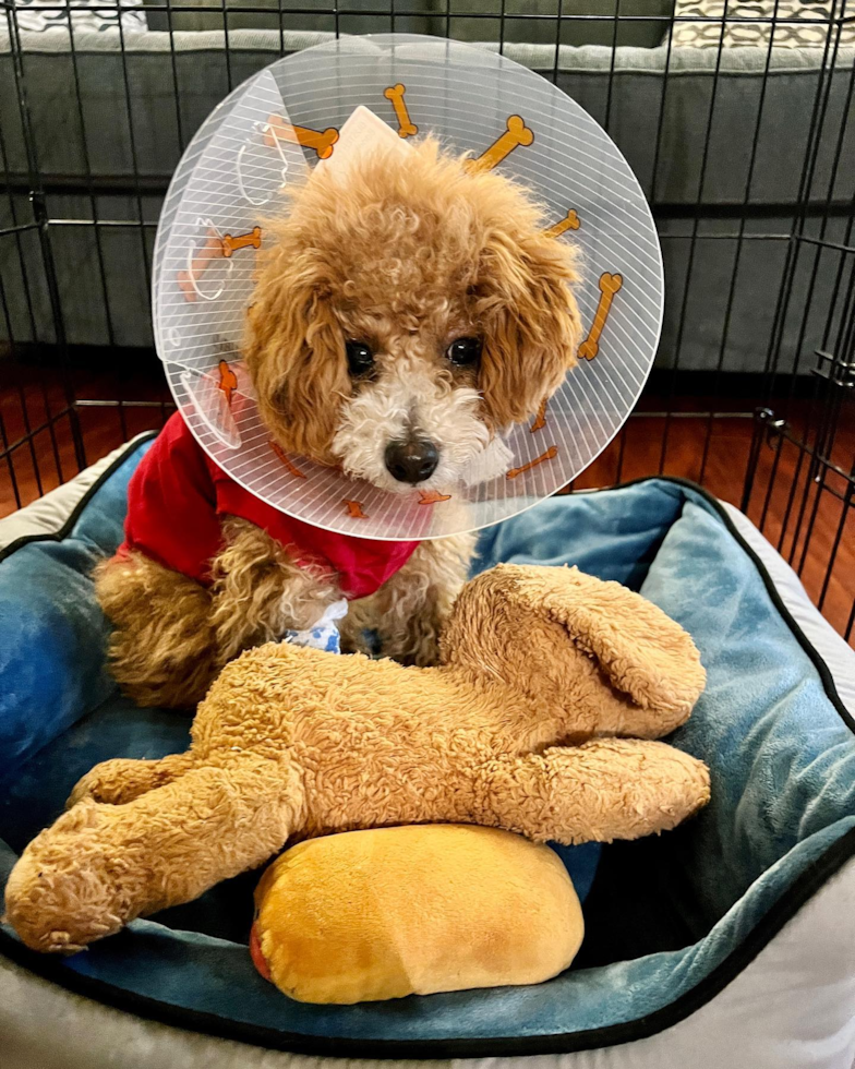 Petite Poochon Poodle Mix Pup