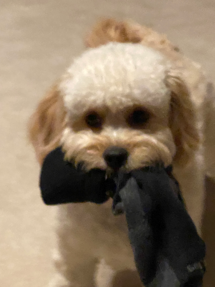 Smart Cavapoo Poodle Mix Pup