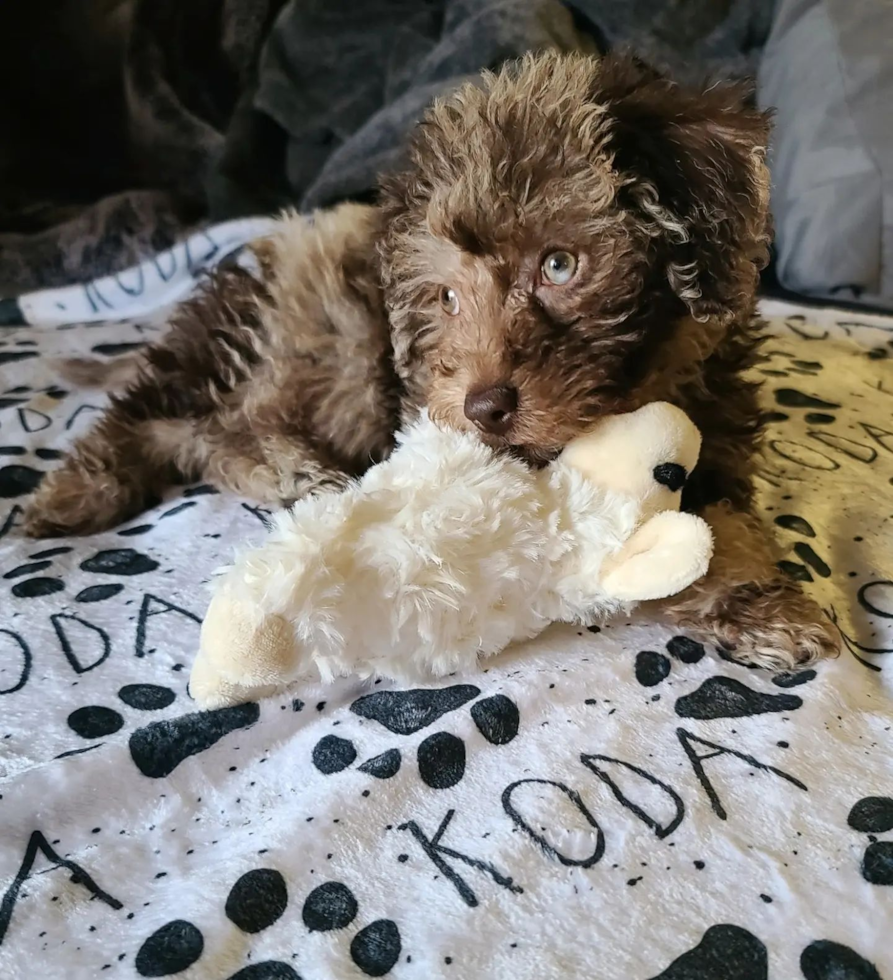 Wood Dale Mini Labradoodle Pup