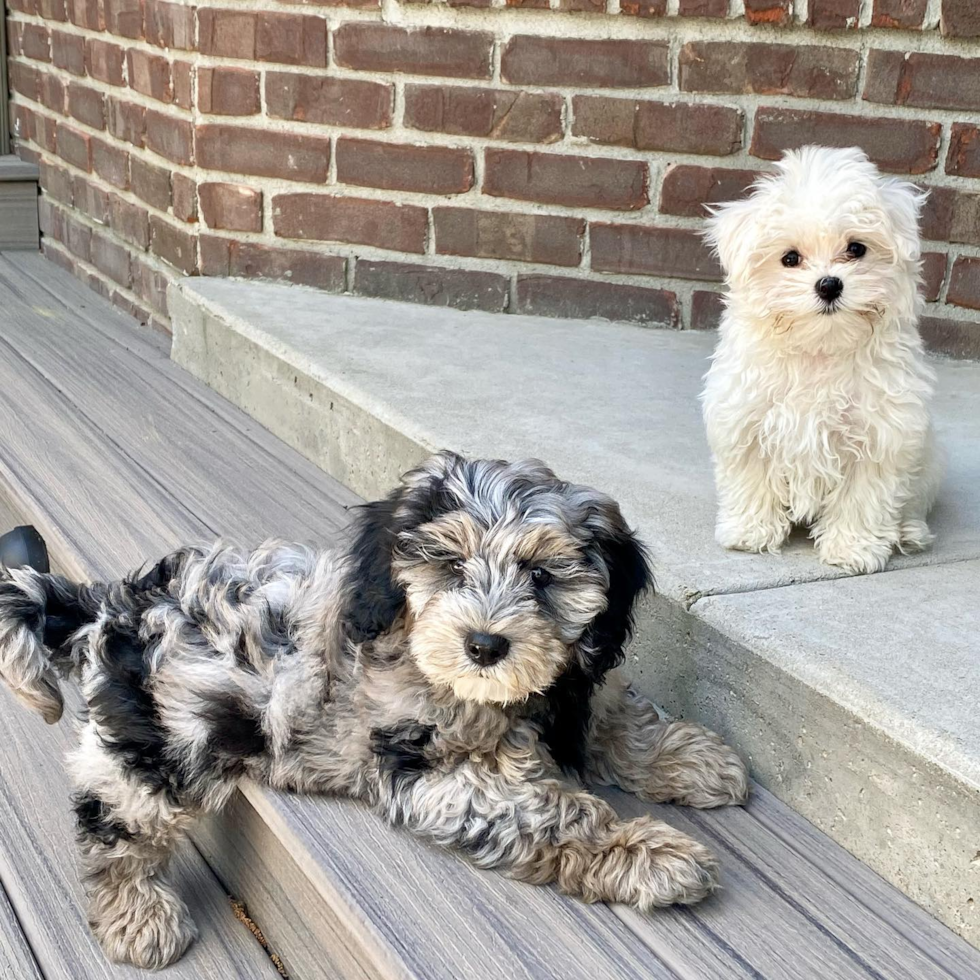 Louisville Mini Sheepadoodle Pup