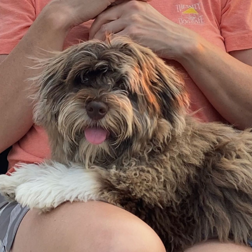 Adorable Havanese Poodle Mix Pup