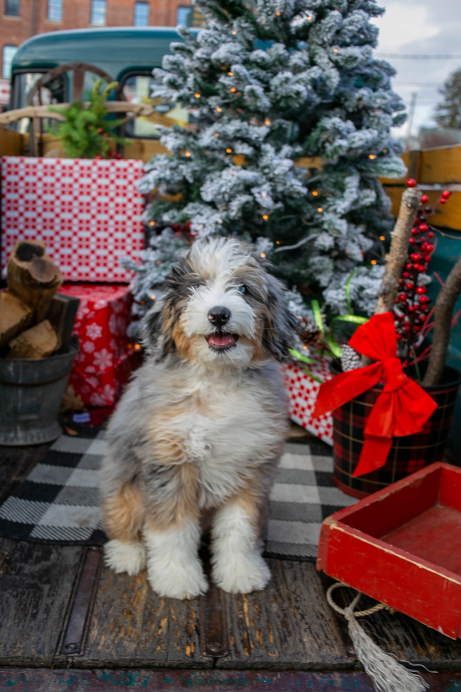 Happy Mini Bernedoodle Pup in