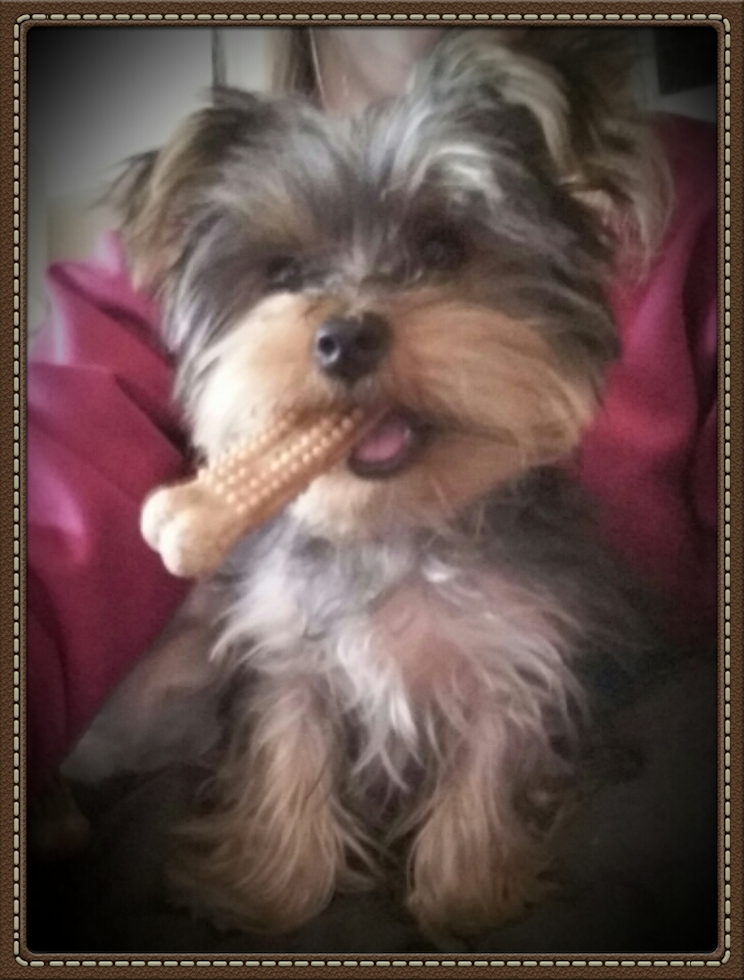 Pittsburgh Yorkshire Terrier Pup