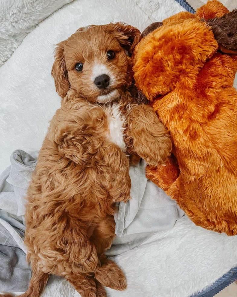 Cavapoo Being Cute