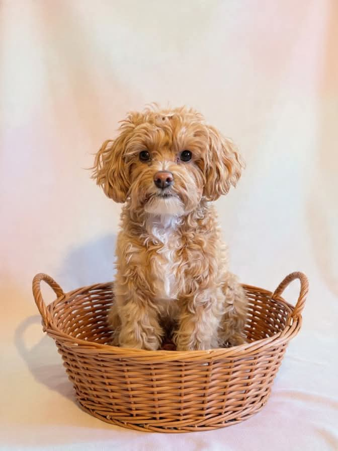 Sweet Maltipoo Baby