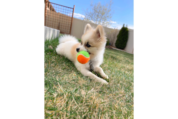 Petite Pomeranian Purebred Puppy