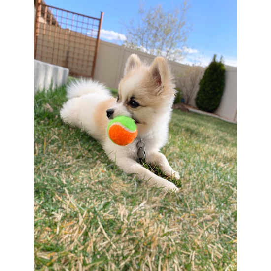 Adorable Pomeranian Purebred Pup