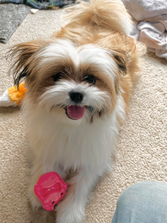 Happy Shih Pom Pup in