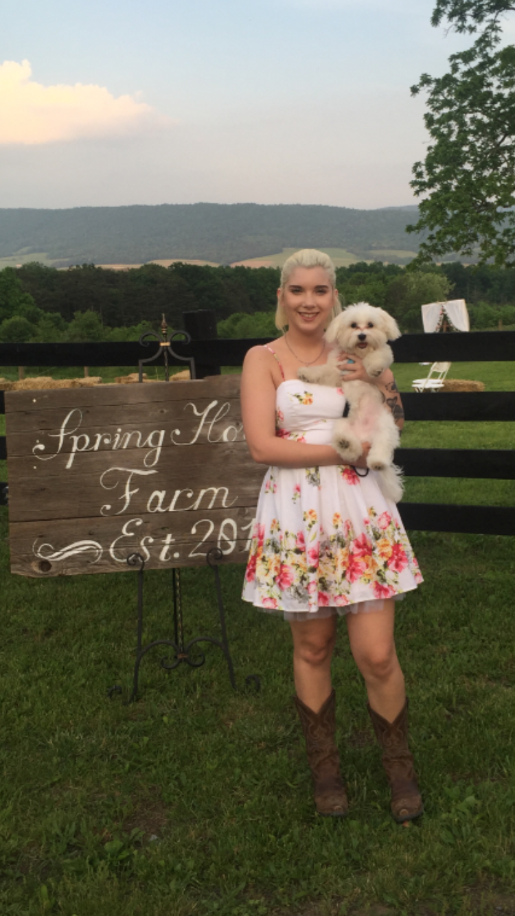 Small Maltese Purebred Pup