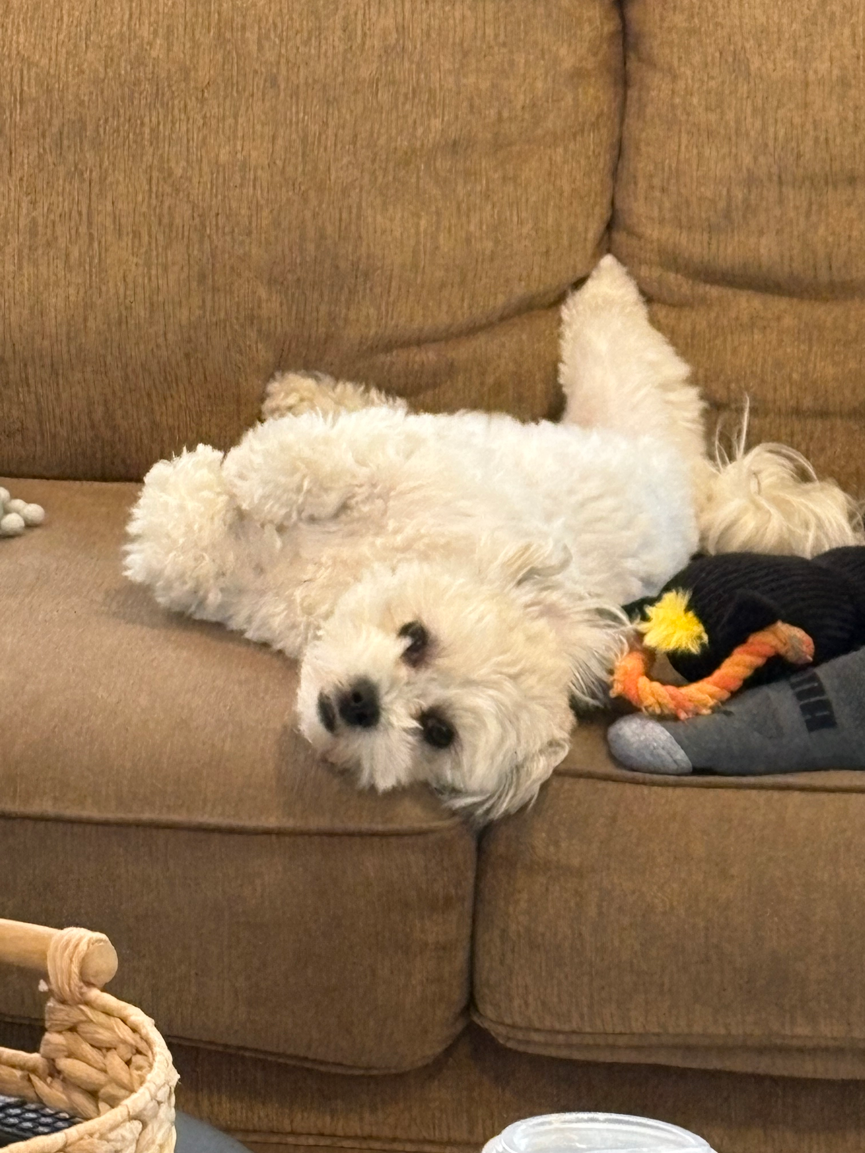 Teddy Bear Puppy for Adoption