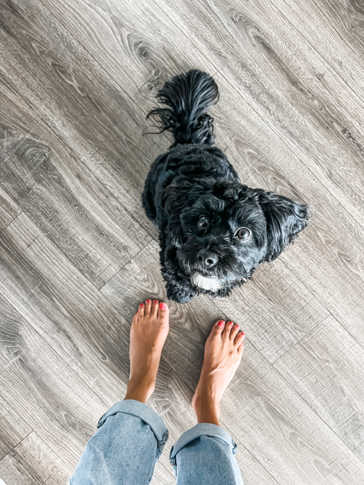 Cavapoo Being Cute