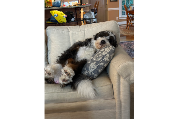 Mini Bernedoodle Pup Being Cute