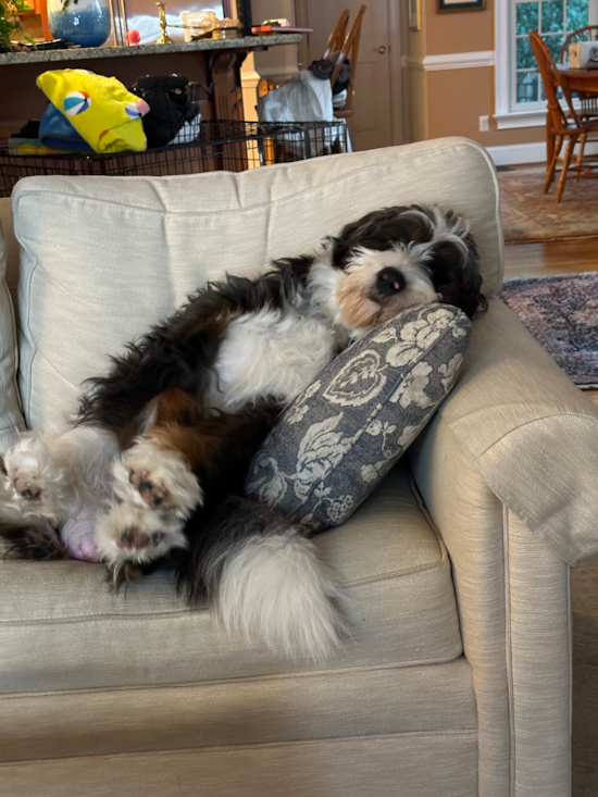 Mini Bernedoodle Being Cute