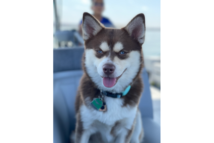 Pomsky Puppy for Adoption