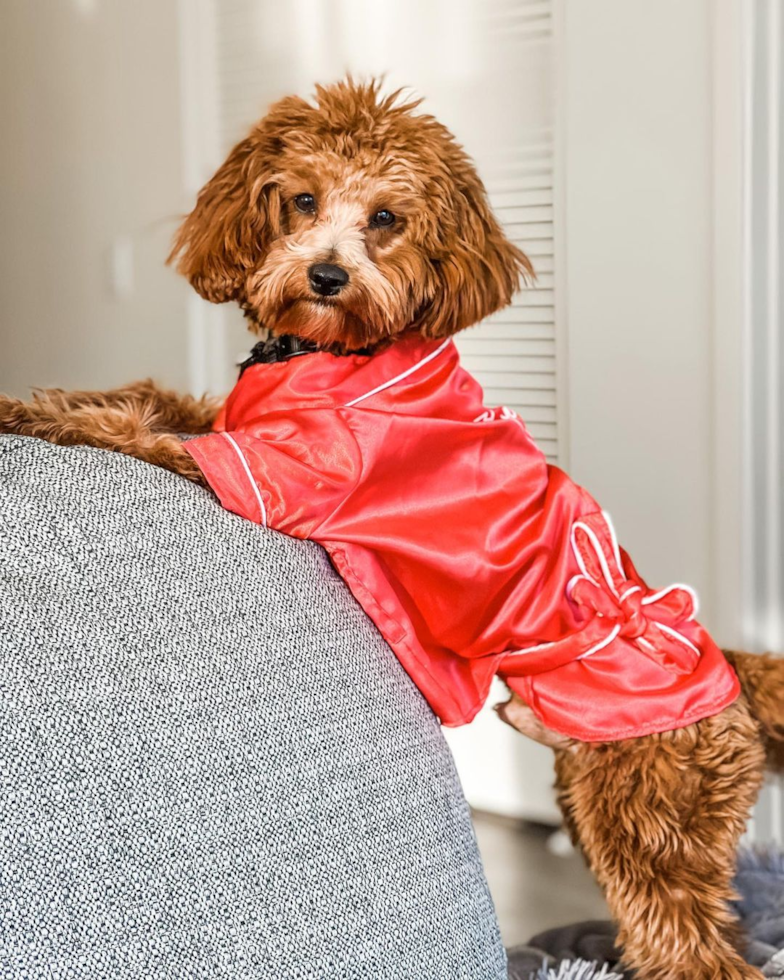 Friendly Cavapoo Pup