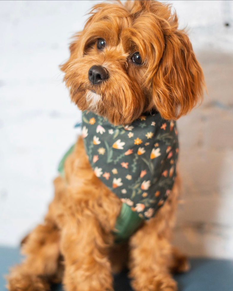 Smart Cavapoo Poodle Mix Pup