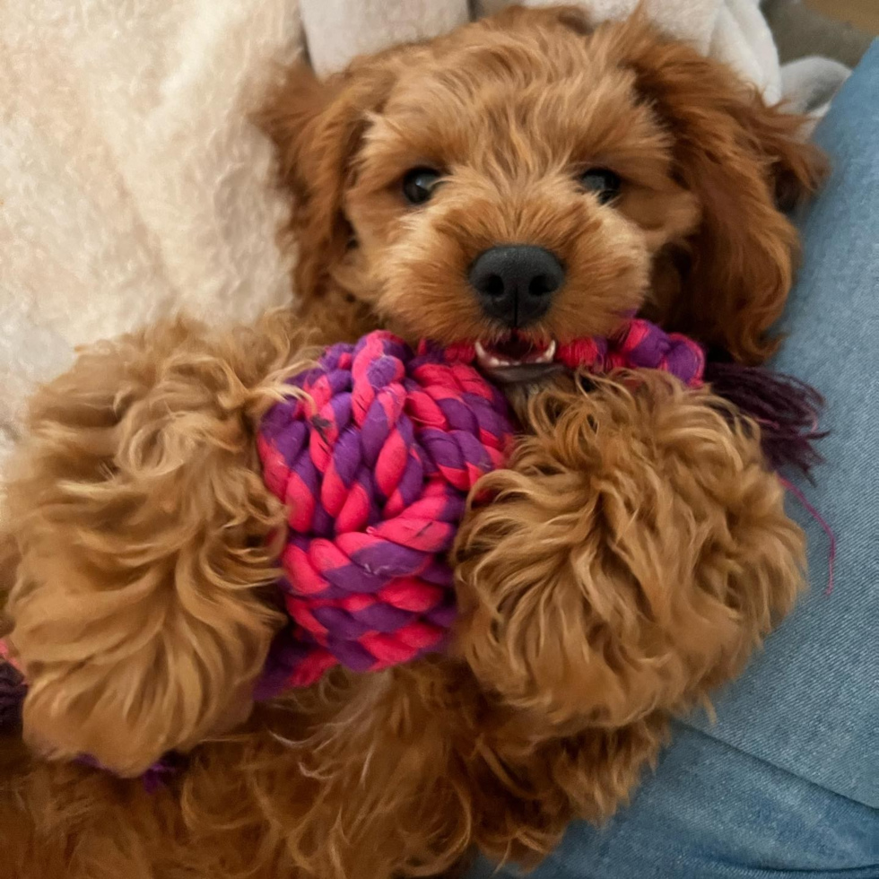 Sweet Cavapoo Pup in San Clemente CA