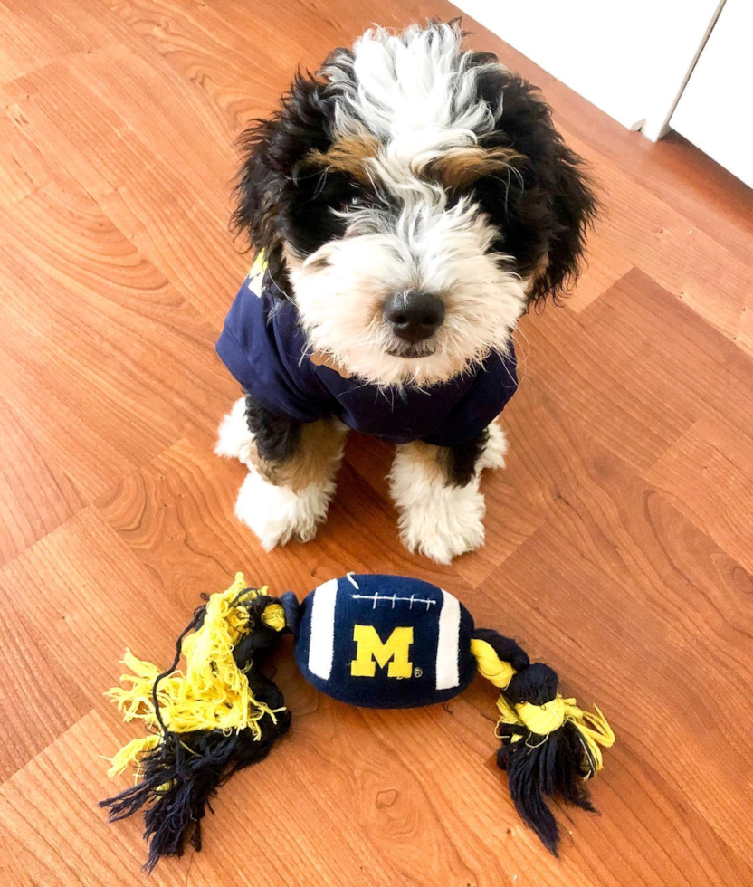 Petite Mini Bernedoodle Poodle Mix Pup