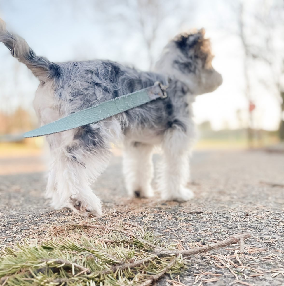 Playful Australian Designer Pup